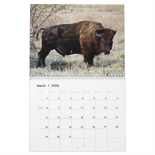 Bison Buffalo Kalender 2025 (Mar 2026)