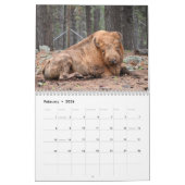 Bison Buffalo Kalender 2025 (Feb 2026)