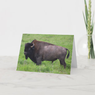 Bison Buffalo Wildlife Wenskaart Kaart