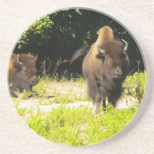 Bison, buffelOnderzetters Zandsteen Onderzetter (Voorkant)
