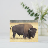 Bison Bull beroemd gemaakt door Yellowstone Nation Briefkaart (Staand voorkant)