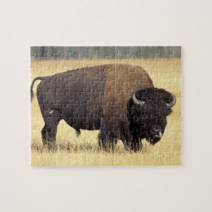 Bison Bull beroemd gemaakt door Yellowstone Nation Legpuzzel