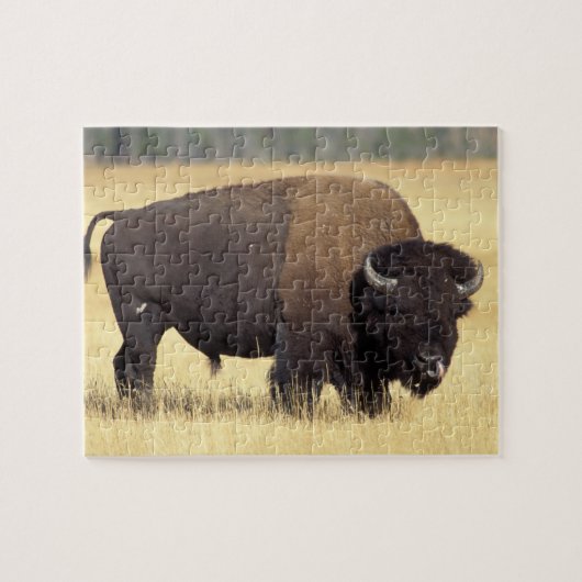 Bison Bull beroemd gemaakt door Yellowstone Nation Legpuzzel (Horizontaal)