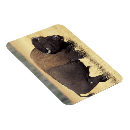 Bison Bull beroemd gemaakt door Yellowstone Nation Magneet (Rechterzijde)