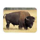 Bison Bull beroemd gemaakt door Yellowstone Nation Magneet (Horizontaal)