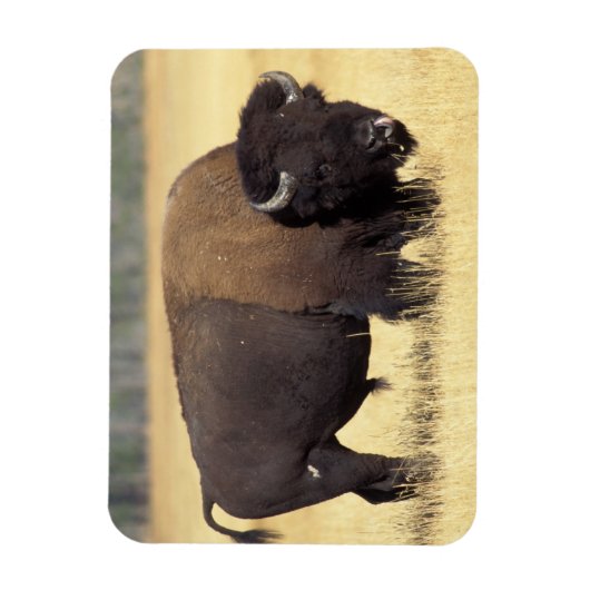 Bison Bull beroemd gemaakt door Yellowstone Nation Magneet (Verticaal)