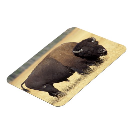 Bison Bull beroemd gemaakt door Yellowstone Nation Magneet (Linkerzijde)