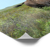 Bison Bull bij Maxwell Wildlife Refuge Poster (Hoek)