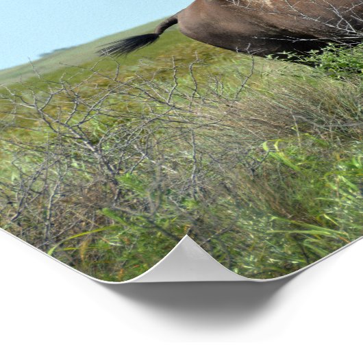 Bison Bull bij Maxwell Wildlife Refuge Poster (Hoek)