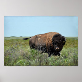Bison Bull bij Maxwell Wildlife Refuge Poster