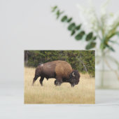 Bison Bull in Yellowstone National Park Briefkaart (Staand voorkant)