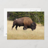 Bison Bull in Yellowstone National Park Briefkaart (Voorkant / Achterkant)