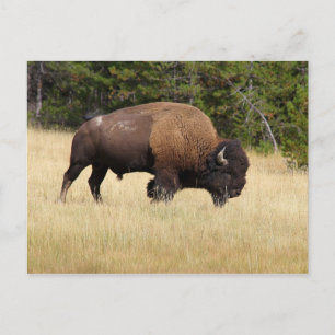 Bison Bull in Yellowstone National Park Briefkaart