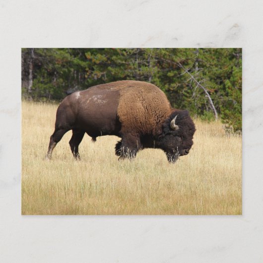 Bison Bull in Yellowstone National Park Briefkaart (Voorkant)