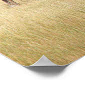 Bison Bull in Yellowstone National Park Poster (Hoek)