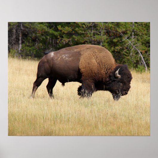Bison Bull in Yellowstone National Park Poster (Voorkant)