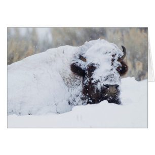 Bison Bull, winterjas