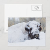 Bison Bull, winterjas Briefkaart (Voorkant / Achterkant)