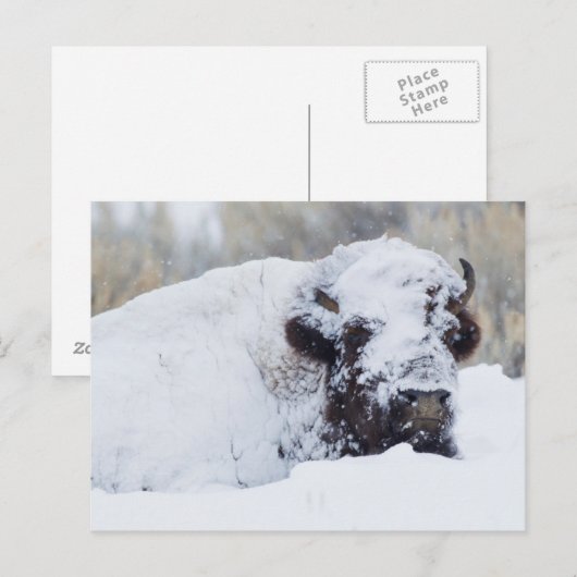 Bison Bull, winterjas Briefkaart (Voorkant / Achterkant)