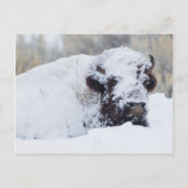 Bison Bull, winterjas Briefkaart (Voorkant)