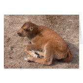 Bison Calf (Voorkant Horizontaal)