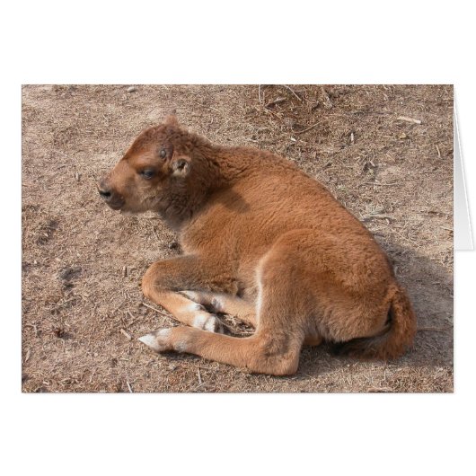 Bison Calf (Voorkant Horizontaal)