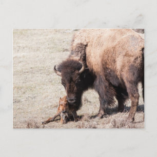 Bison Calf Briefkaart