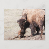 Bison Calf Briefkaart (Voorkant)