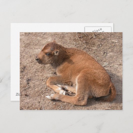 Bison Calf Briefkaart (Voorkant / Achterkant)