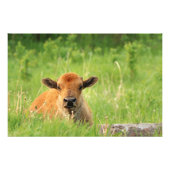 Bison Calf Fotoprint Foto Afdruk (Voorkant)