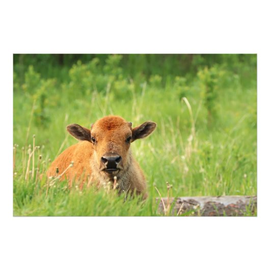 Bison Calf Fotoprint Foto Afdruk (Voorkant)