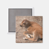 Bison Calf Magneet (Voorkant / Achterkant)