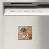 Bison Calf Magneet (Insitu (Vaatwasser))