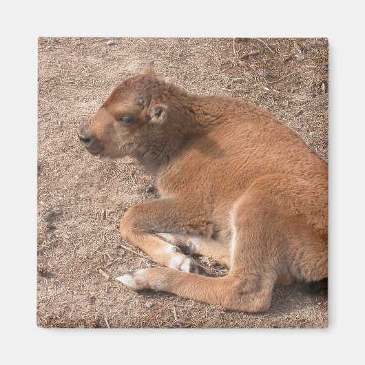 Bison Calf Magneet (Voorkant)