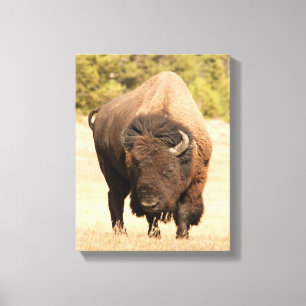 Bison Canvas Afdruk