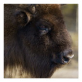 Bison Canvas afdrukken (Voorkant)