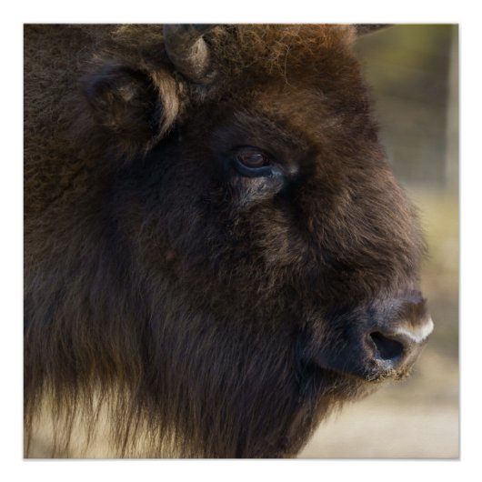 Bison Canvas afdrukken (Voorkant)