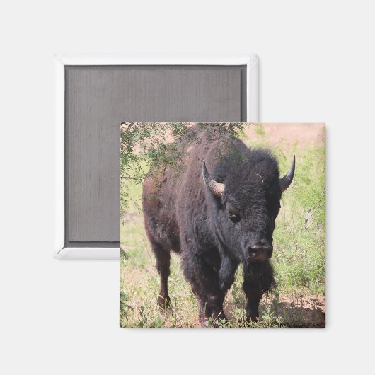 Bison Close Up Magneet (Voorkant / Achterkant)