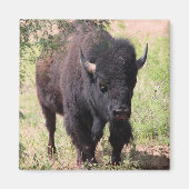 Bison Close Up Magneet (Voorkant)