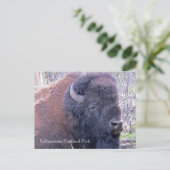Bison Closeup Briefkaart (Staand voorkant)