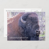 Bison Closeup Briefkaart (Voorkant / Achterkant)