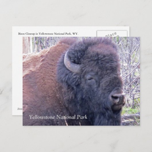 Bison Closeup Briefkaart (Voorkant / Achterkant)