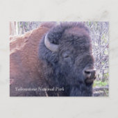 Bison Closeup Briefkaart (Voorkant)