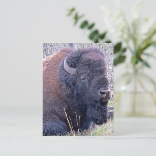 Bison Closeup Briefkaart (Staand voorkant)
