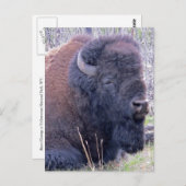Bison Closeup Briefkaart (Voorkant / Achterkant)