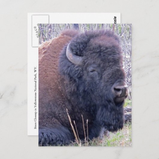 Bison Closeup Briefkaart (Voorkant / Achterkant)