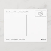 Bison Closeup Briefkaart (Achterkant)