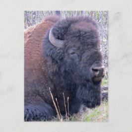 Bison Closeup Briefkaart