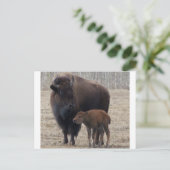 Bison Cow en Calf 1 Briefkaart (Staand voorkant)