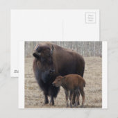 Bison Cow en Calf 1 Briefkaart (Voorkant / Achterkant)